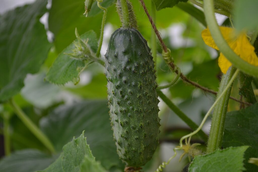 Cucumber plant