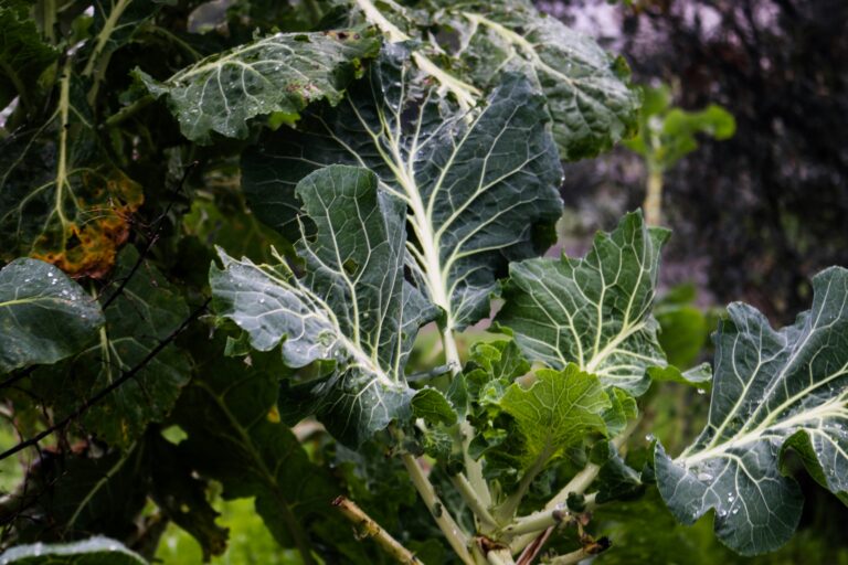 mark-walker-lXdrpEIoAXo-unsplash